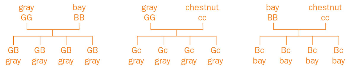 A row of sample genetic crosses, showing gray, chestnut, and bay color genes