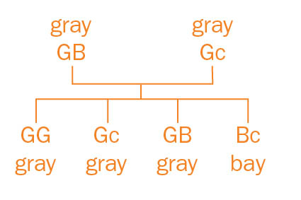 Sample genetic cross of gray and bay color genes