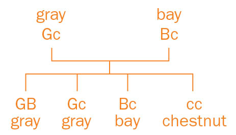 Sample genetic cross of gray, bay and chestnut color genes