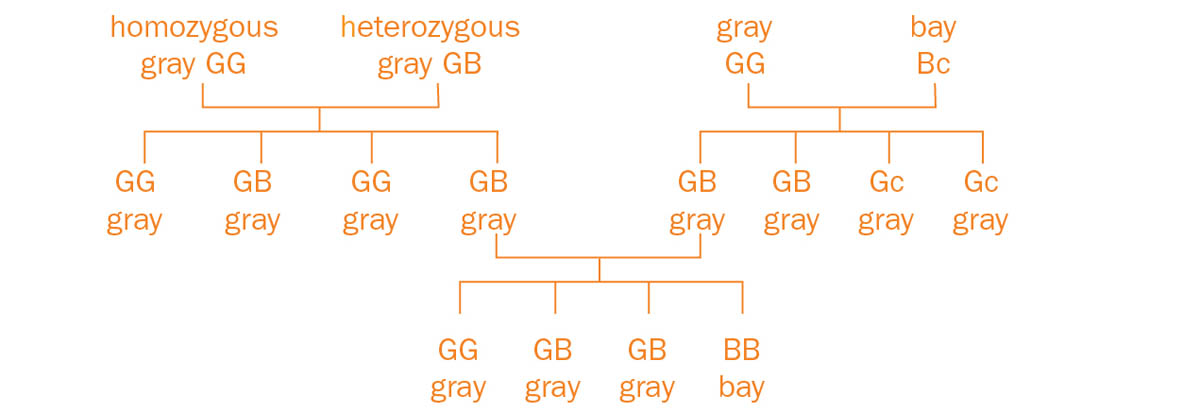 Sample genetic cross of gray and bay color genes