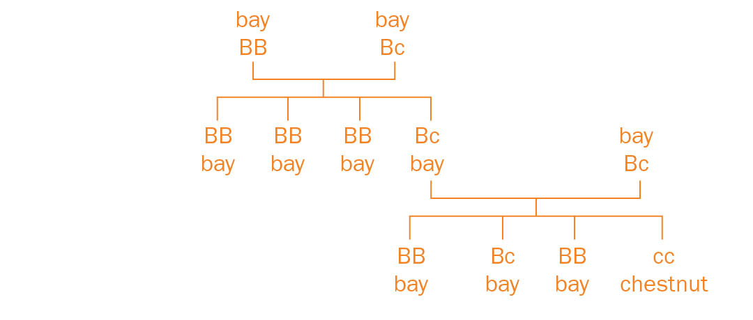 Sample genetic cross of bay and chestnut color genes