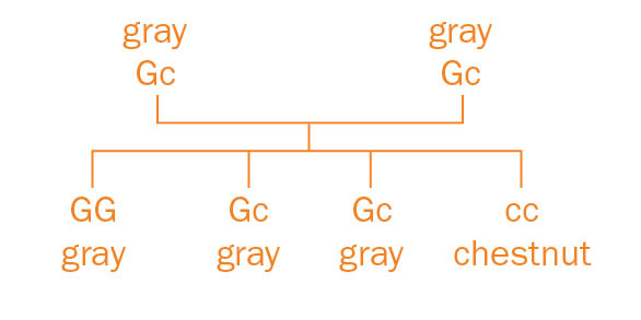 Sample genetic cross of gray and chestnut color genes