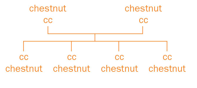 Sample genetic cross of chestnut color genes