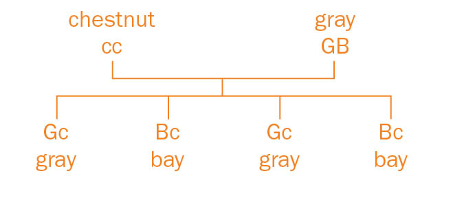 Sample genetic cross of chestnut, gray, and bay color genes