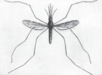 L36-ordinary-mosquito.jpg