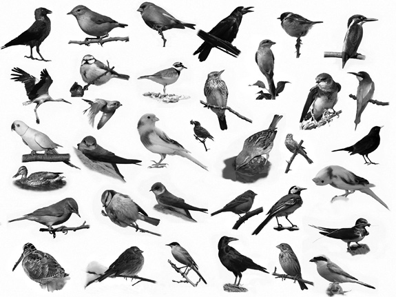 L48-birds.jpg