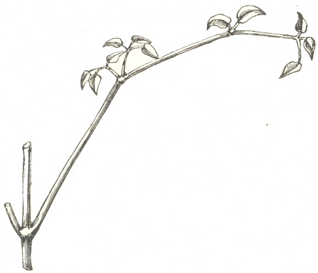 Fig. 2. A young leaf of Clematis viticeela