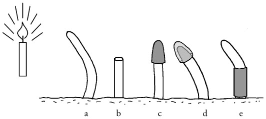 Fig1-1_Phalaris_canariensis_L.tif