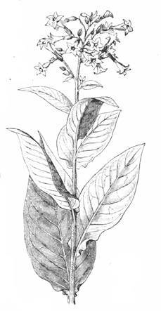 Fig1-3_Nicotiana.tif