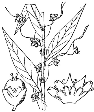 Fig2-1_Cuscutta.tif