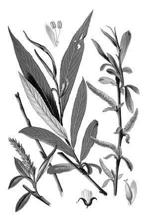 Fig2-2_willow.tif