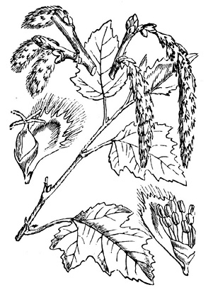 Fig2-3%20populus%20alba.tif