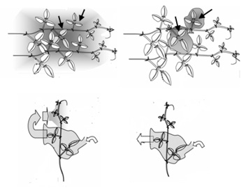 Fig2-5_Heil%20Figure%20.tif