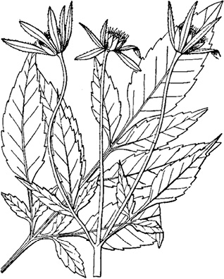 Fig6-3_Bidens_pilosa.tif