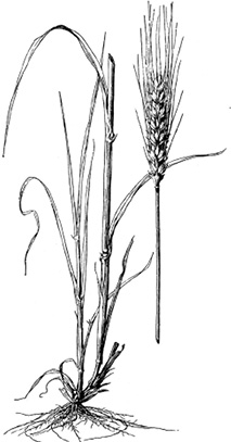 Fig6-4_wheat.tif