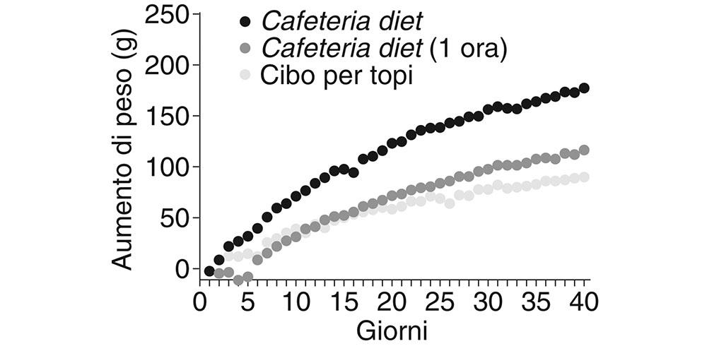 1.7 Aumento del peso corporeo in rapporto alla dieta, registrato nei gruppi nell’arco di 40 giorni.37