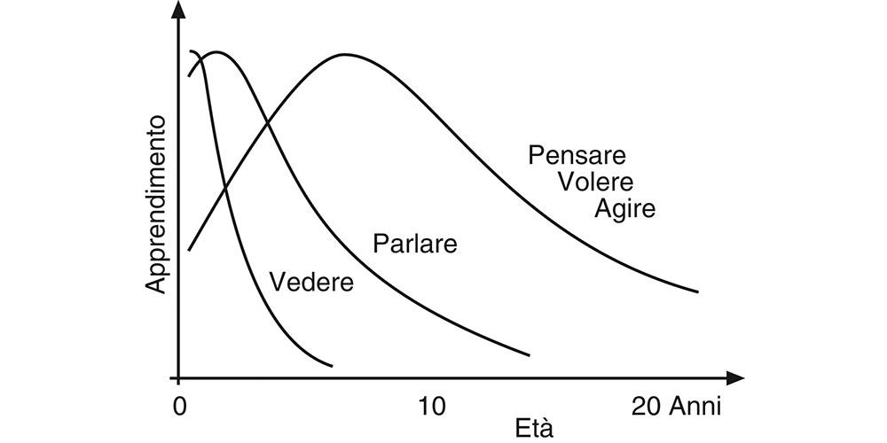 9.2 Nelle diverse regioni del cervello, preposte a funzioni differenti, il processo di apprendimento si svolge in fasi diverse, dall’infanzia all’adolescenza fino ad arrivare all’età adulta. Se l’occhio non impara a vedere entro il quinto anno di vita, rimane cieco. Se sui centri linguistici non si «incide» il linguaggio entro il tredicesimo anno di vita, non si imparerà più a parlare. Il lobo frontale, preposto alle attività psichiche e a funzioni cognitive superiori – pensare, volere, pianificare, giudicare, agire – continua a svilupparsi fino al trentesimo anno di vita.