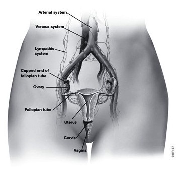 GynoAnatomy