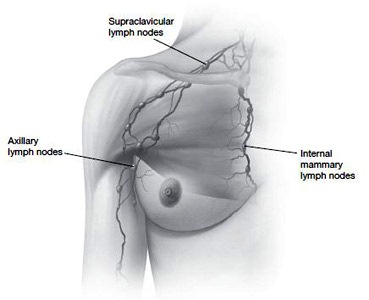 LymphNodes