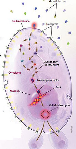 cancer-biology2