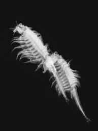 FIGURE 7.1. A brine shrimp (Artemia salina), one of the few animals whose life cycle includes desiccation and dormancy similar to...