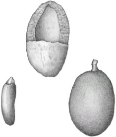 FIGURE 8.2. Almendro (Dipteryx panamensis). Seeds of the mighty almendro tree lie within one of the toughest shells in nature, a defense against the gnawing teeth of rodents....