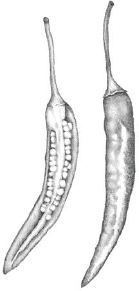 FIGURE 9.2. Chili pepper (Capsicum sp.). The thousands of varieties of domestic chili peppers descend from four species native to South America....