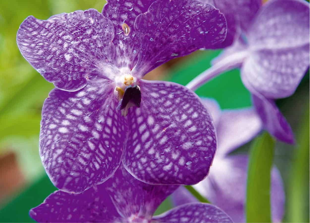 bigstock-Blue-Orchid-Flowers-33502274_SriLanka_EC.jpg