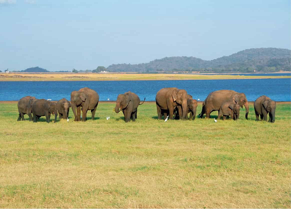 iStock_000010539632Medium_SriLanka_EC.jpg