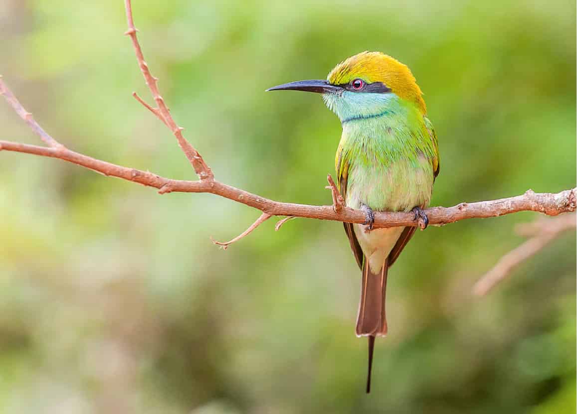 iStock_000022193663Medium_SriLanka_EC.jpg