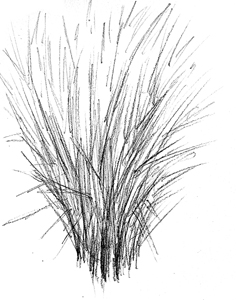 switchgrass