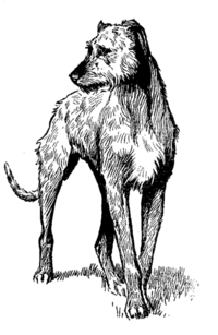 standing wolfhound