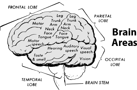 Brain-Lobes_screen.tif