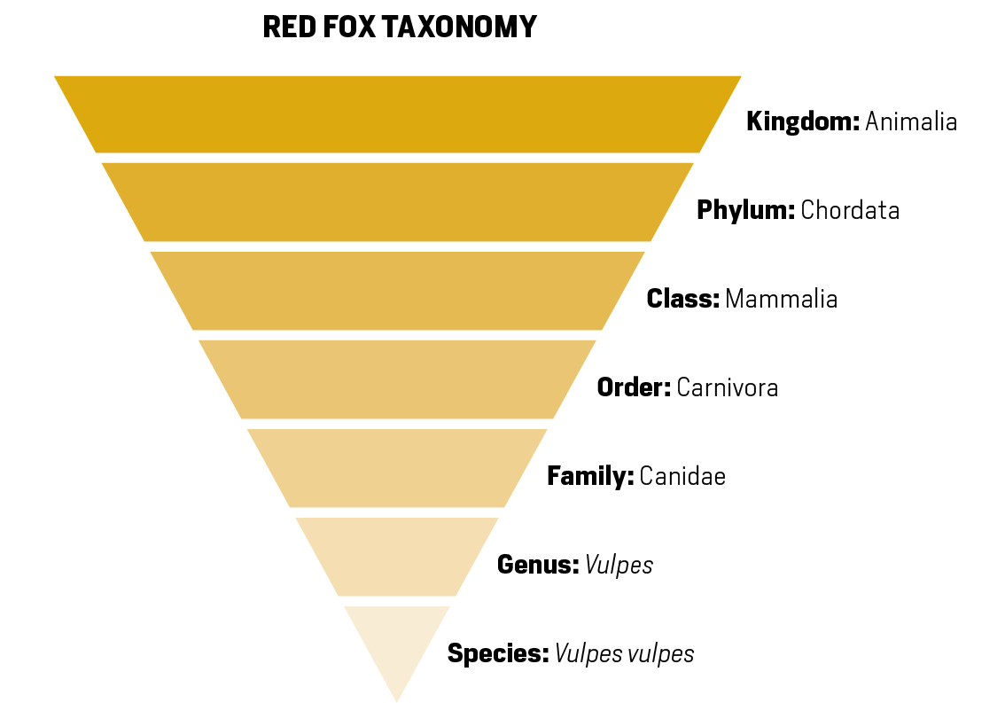 chart depicting the taxonomy of the red fox