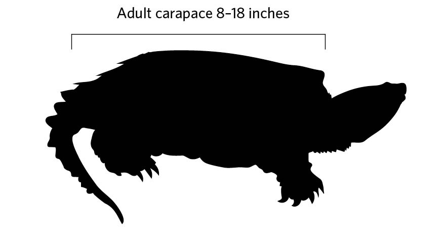 Illustration of Common Snapping Turtle profile. Adult carapace 8-18 inches.