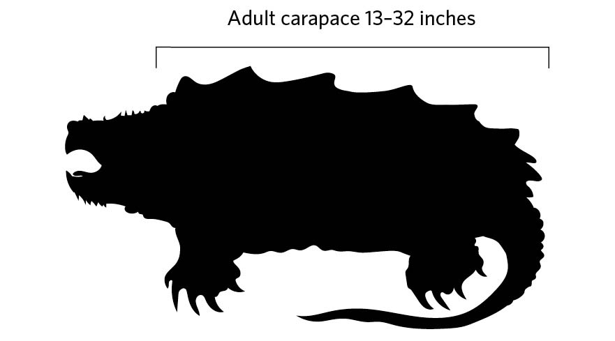 Illustration of Alligator Snapping Turtle profile. Adult carapace 13-32 inches.