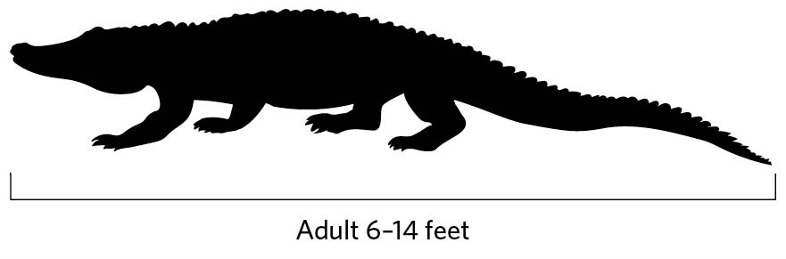 Illustration of American Alligator. Adult 6-14 feet.