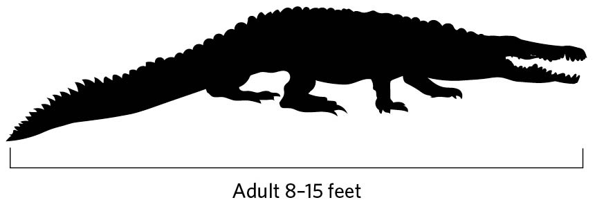 Illustration of American Crocodile profile. 19-22 inches at shoulder. 24-42 inches from tip of nose to rump.  Tail 5.5-10 inches.