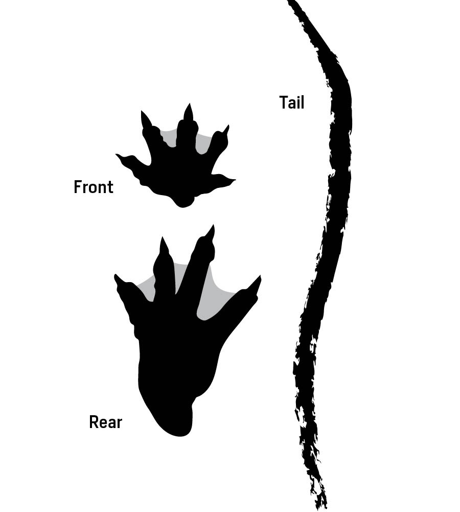 Illustration of alligator tracks — front, rear, and tail.