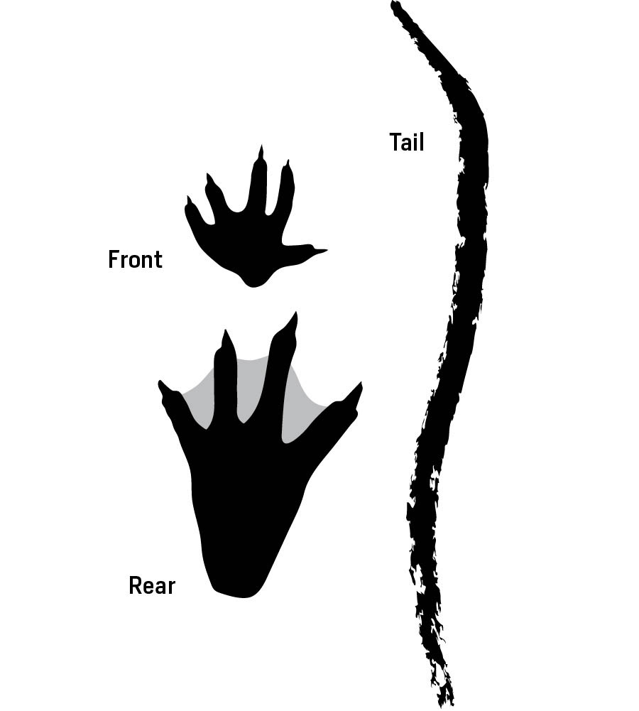 Illustration of crocodile tracks — front, rear, and tail.