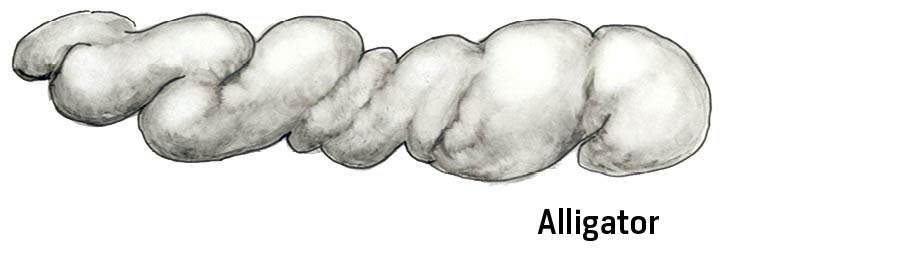 Illustration of Alligator scat.