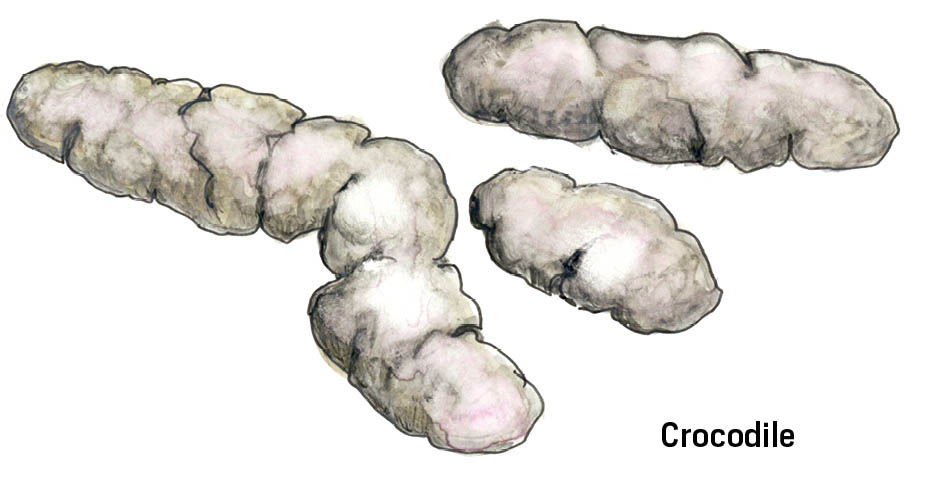 Illustration of Crocodile scat.