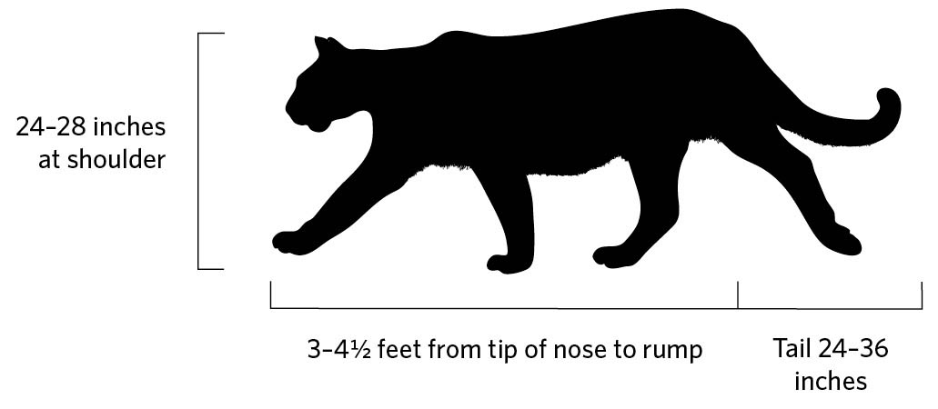 Illustration of Florida panther profile. 24-28 inches at shoulder. 4-4.5 feet from tip of nose to rump. Tail 24-36 inches.