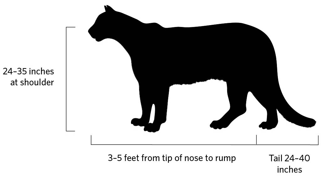 Illustration of Mountain Lion profile. 24-35 inches at shoulder. 3-5 feet from tip of nose to rump. Tail 24-40 inches.