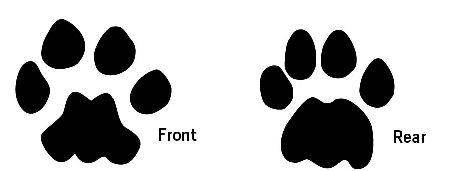 Illustration of front and rear tracks of a mountain lion.