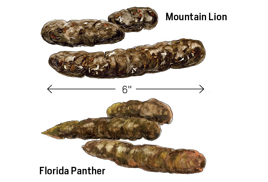 Illustrations of scat of both a mountain lion and a Florida panther. Both are approximately 6-inches in length.