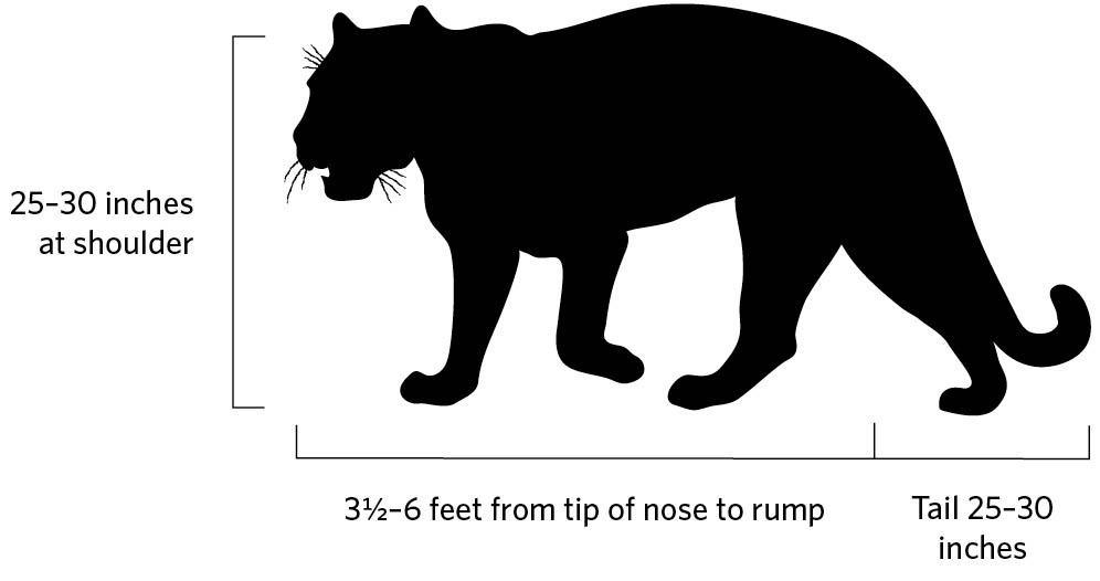 Illustration of jaguar profile. 25-30 inches at shoulder. 3.5-6 feet from tip of nose to rump. Tail 25-30 inches.