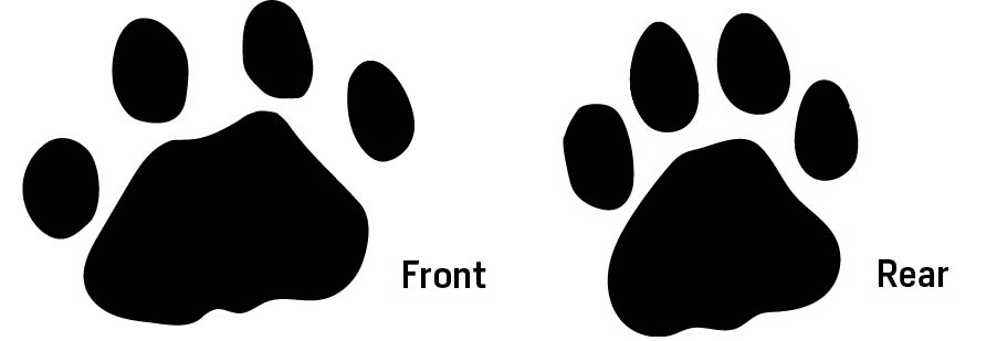 Illustration of front and rear tracks of a jaguar