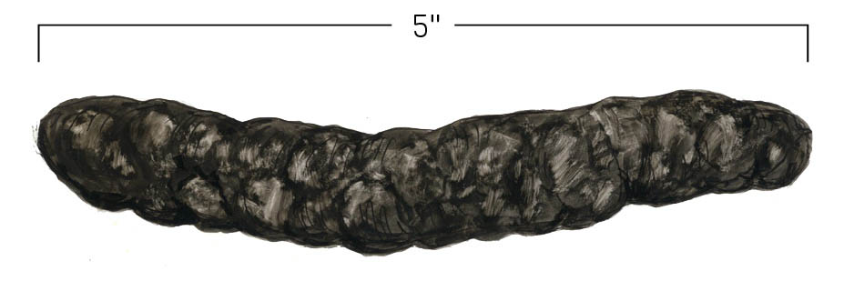 Illustration of jaguar scat, approx. 5 inches in length.