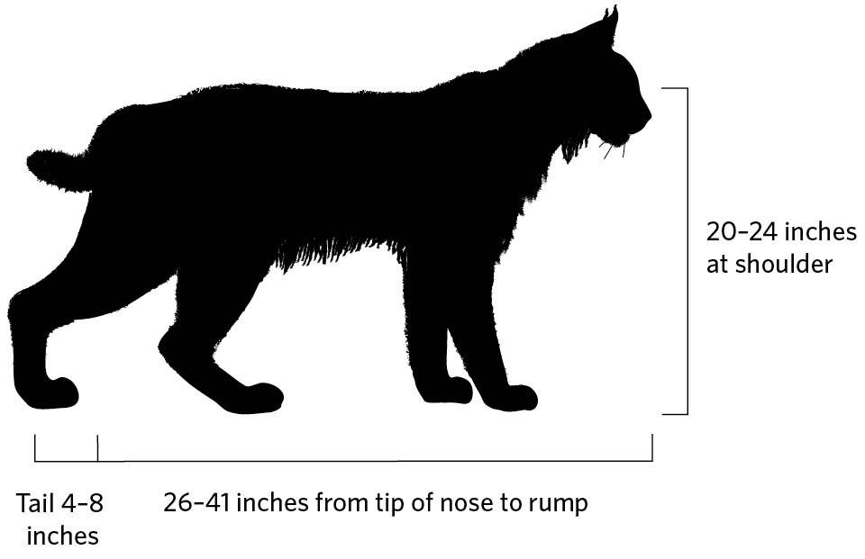 Illustration of bobcat profile. 20-24 inches at shoulder. 26-41 inches from tip of nose to rump. Tail 4-8 inches.